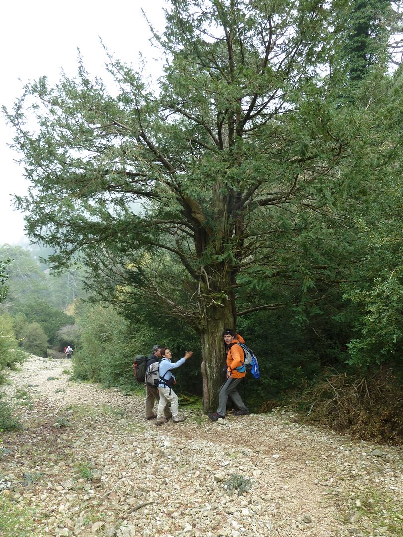 photo 2012-11-24-25TeixosdelaMuntnayola.jpg