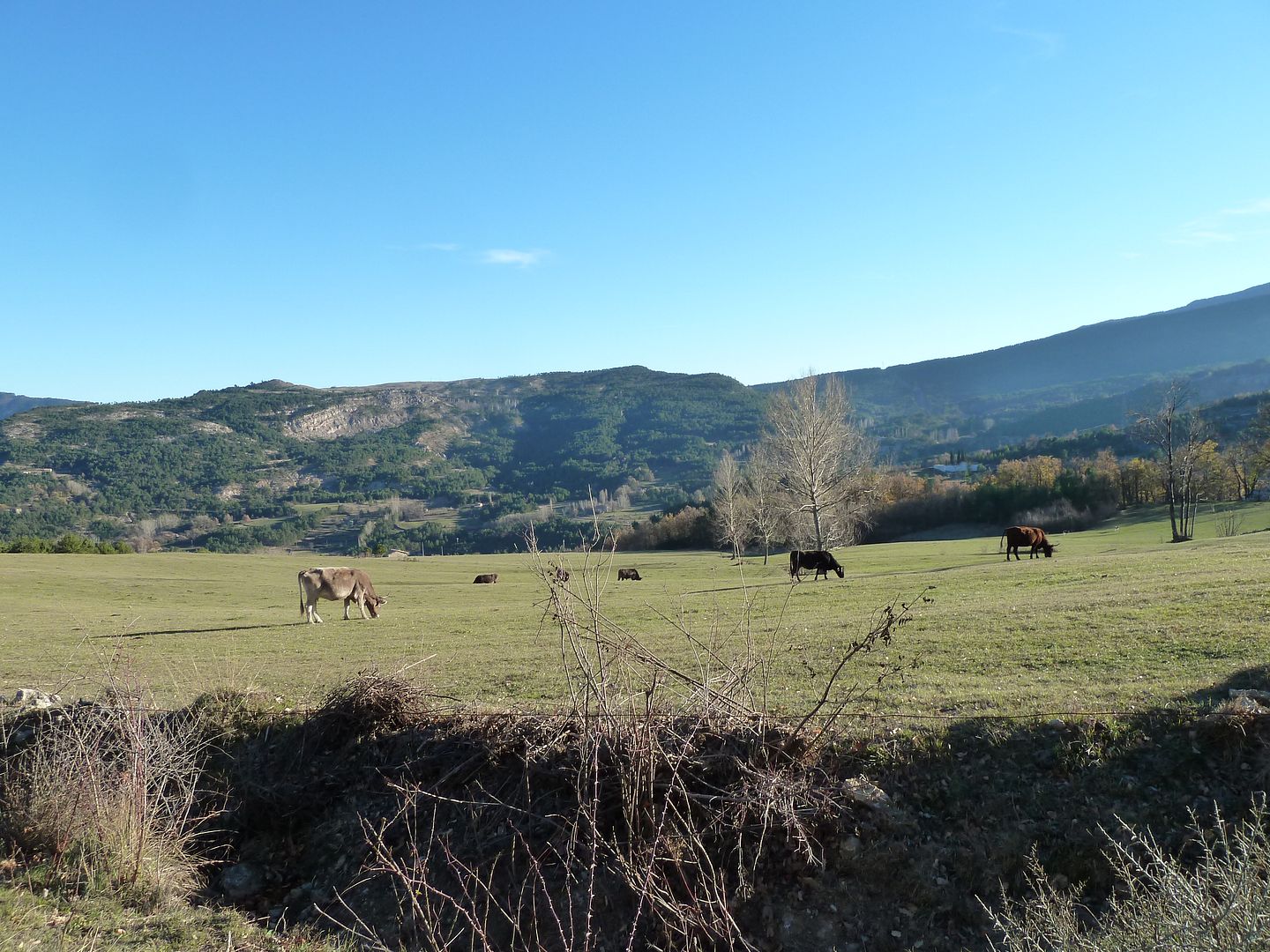 photo 2012-12-09-78PlansdeCanMateu.jpg