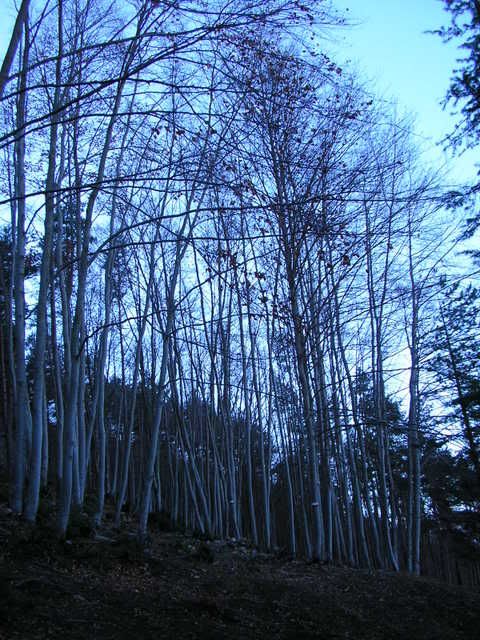 photo 137_60.jpg