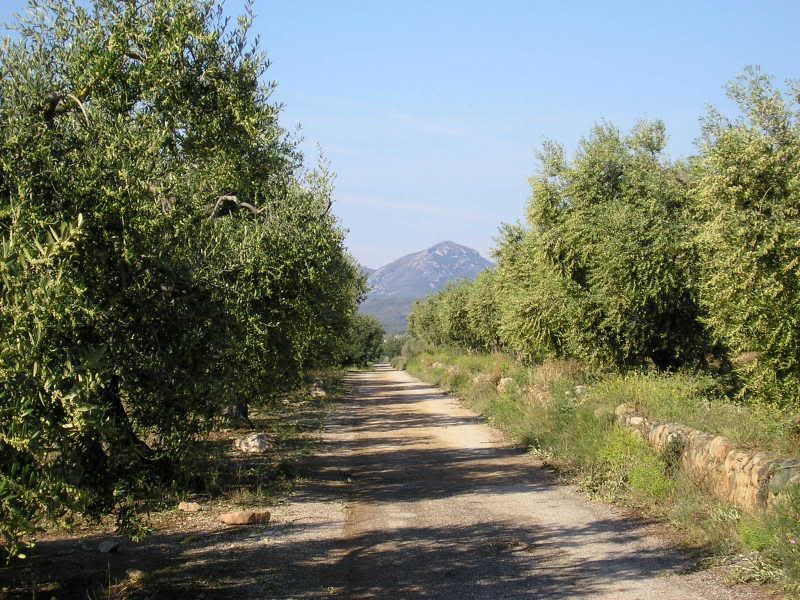 photo 158_20Oliveres.jpg
