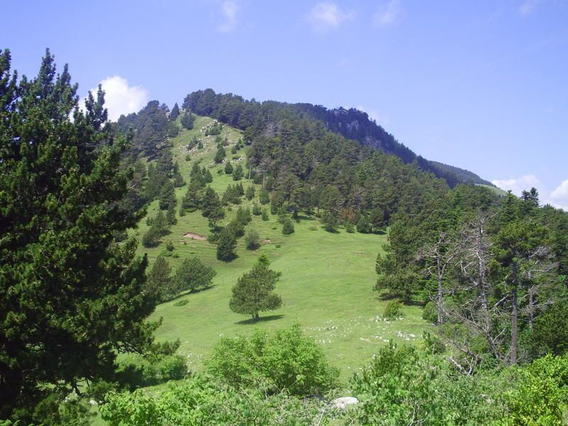 photo 160_27CollPan.jpg