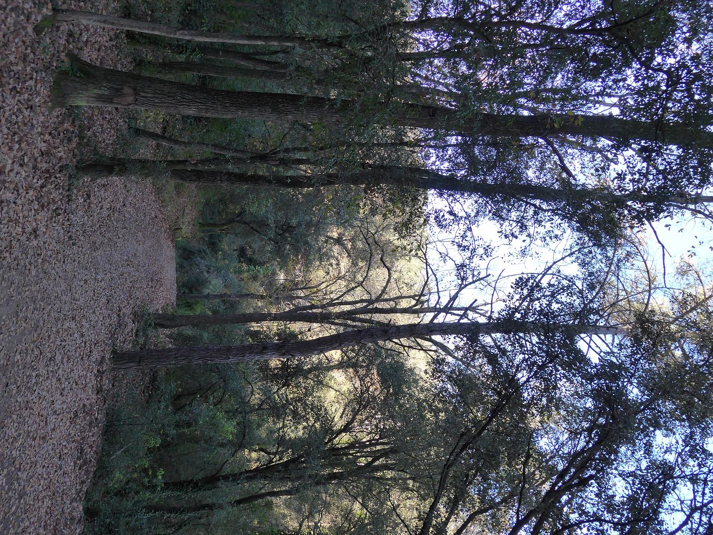 photo P1040132 Torrent de Can Guumlell.jpg