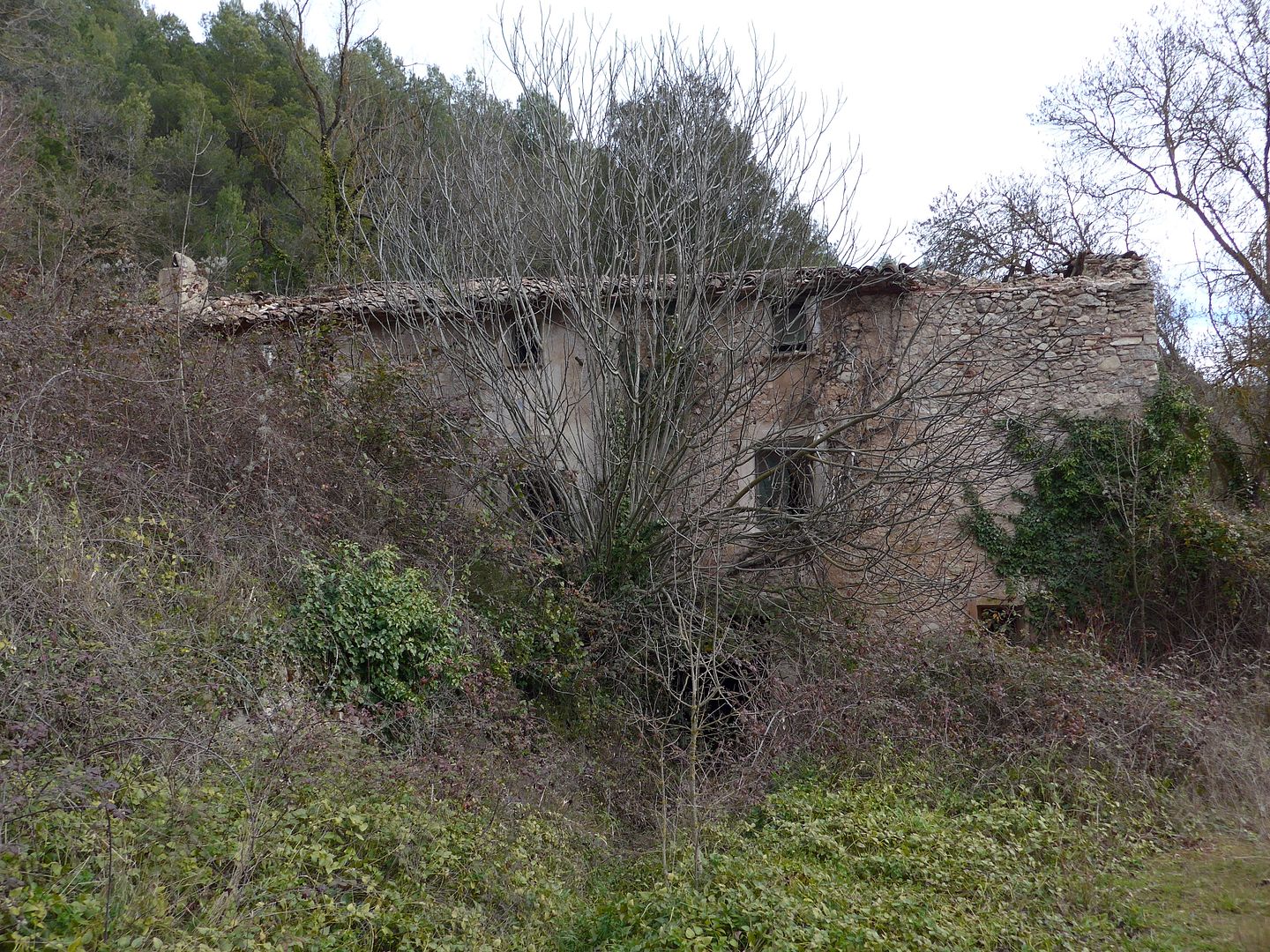 photo P1040347 Moliacute del Pinetell.jpg