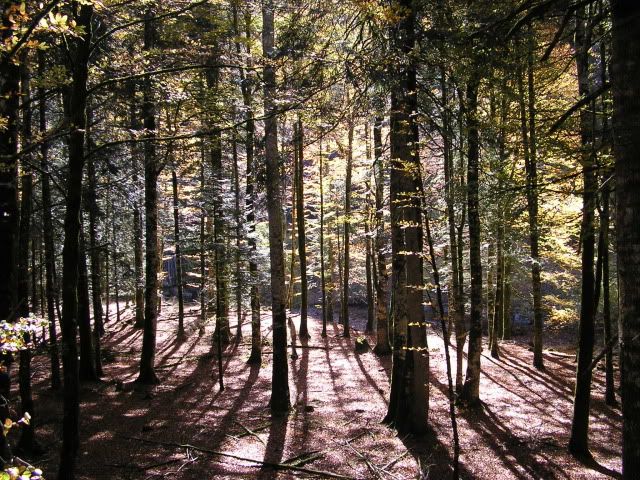 photo 00874Irati7.jpg