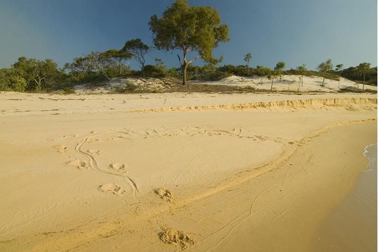 Crocodiletracksonsandsnearinjinoo.jpg