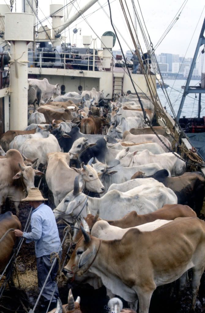 cattle_boat_hongkong.jpg