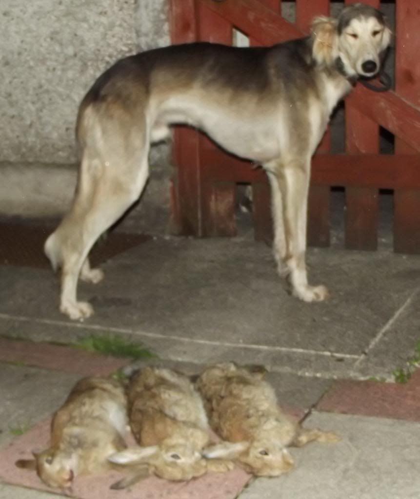 Rossampbuns2_zps8351c8f5.jpg