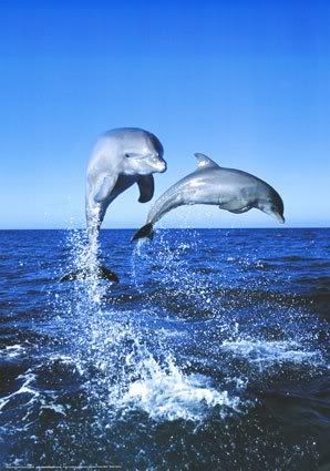 dolphins photo: dolphins dolphins.jpg