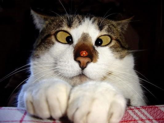 cross-eyed-cat.jpg