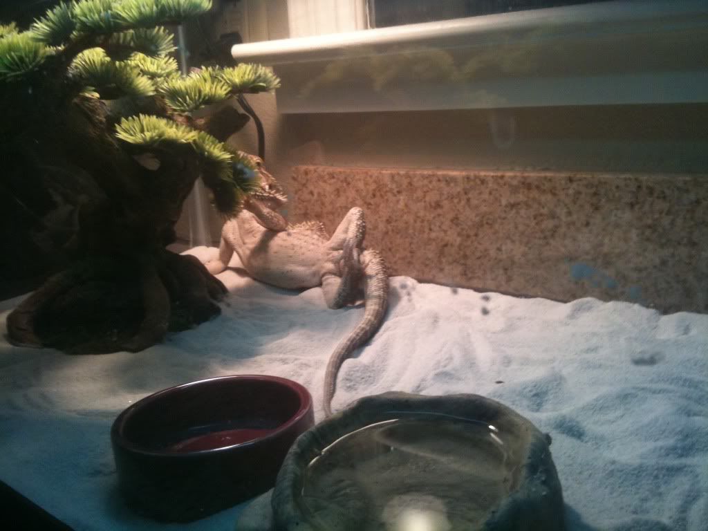 Lay on back • Bearded Dragon . org