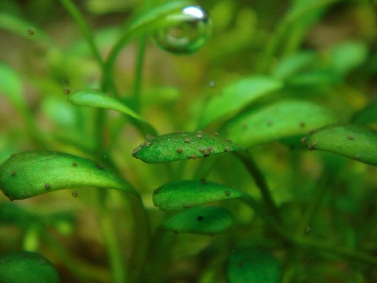 what are the black spots on Glossostigma elatinoides ? General