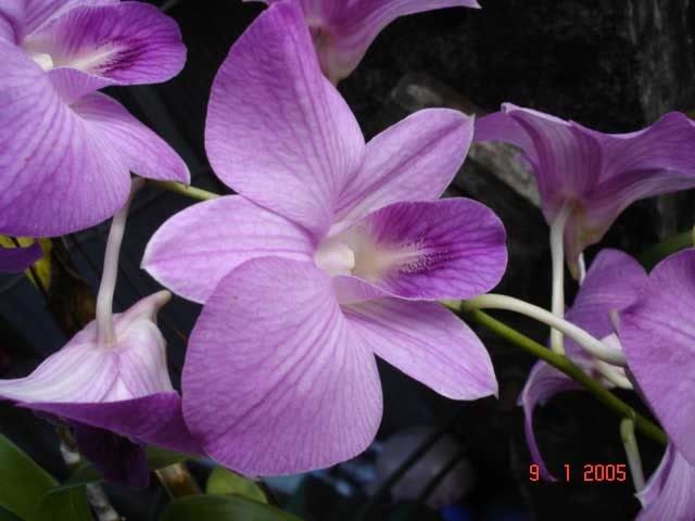 orchid6.jpg