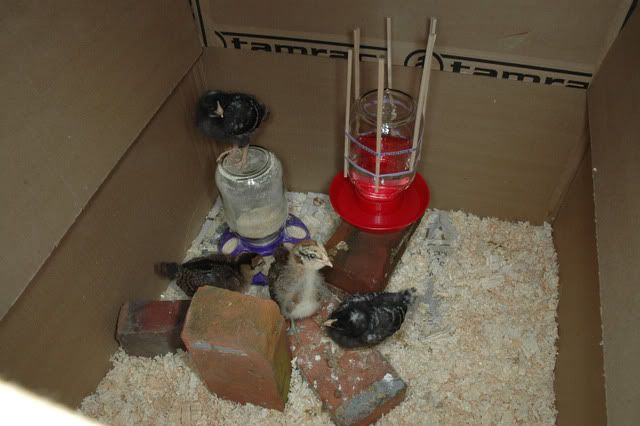 chicks at one week