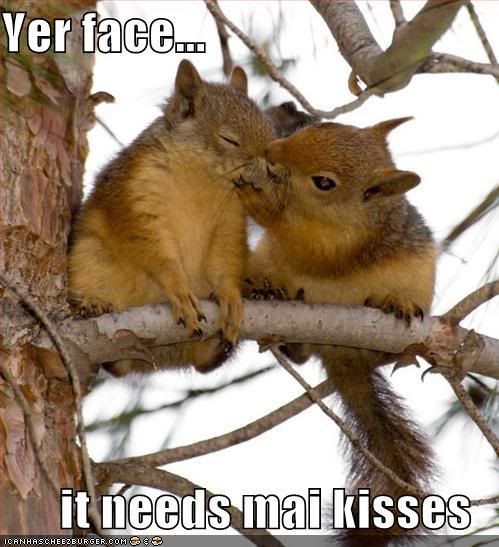 funny squirrels. funny-pictures-kissing-