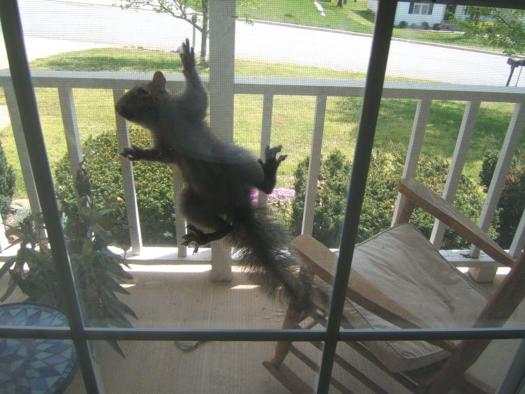 attack of the squirrel Pictures, Images and Photos