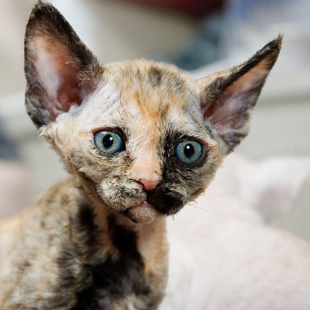 415034920 0de58dee43