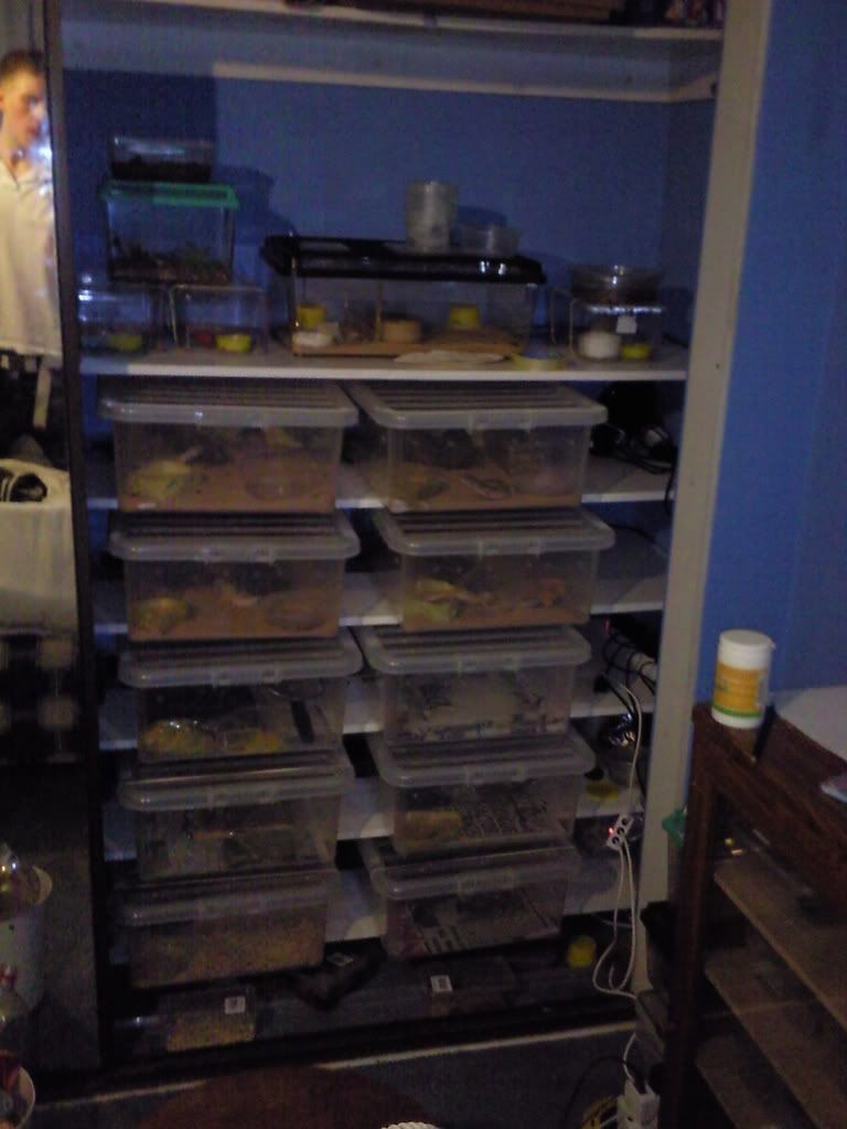 Any Private Rack builders Here? Reptile Forums