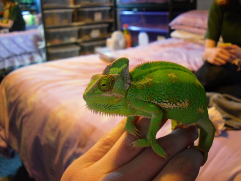 Female Yemen Chameleon