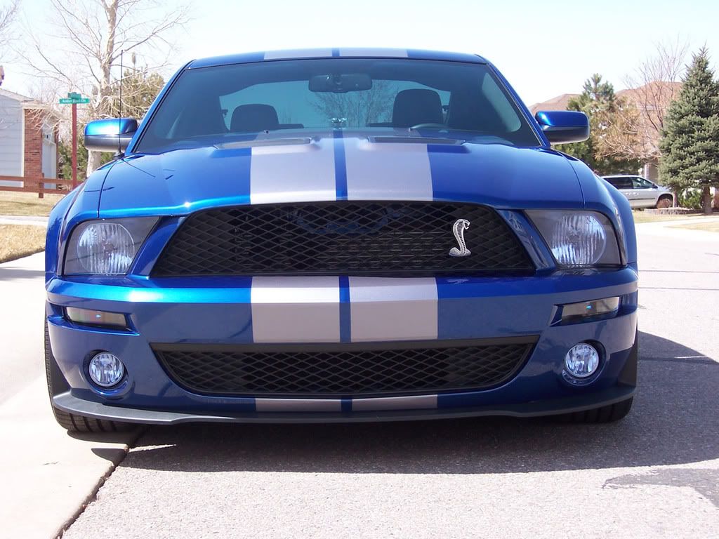 shelby_front_1.jpg