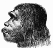 180px-Neanderthaler_Fund.png