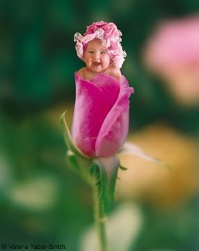 cute child in a rose fllower Pictures, Images and Photos