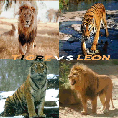 leones vs tigres carriage