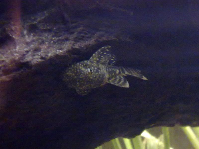 [img width=800 height=600]http://i221.photobucket.com/albums/dd206/Rosetta12/07122009320.jpg[/img]