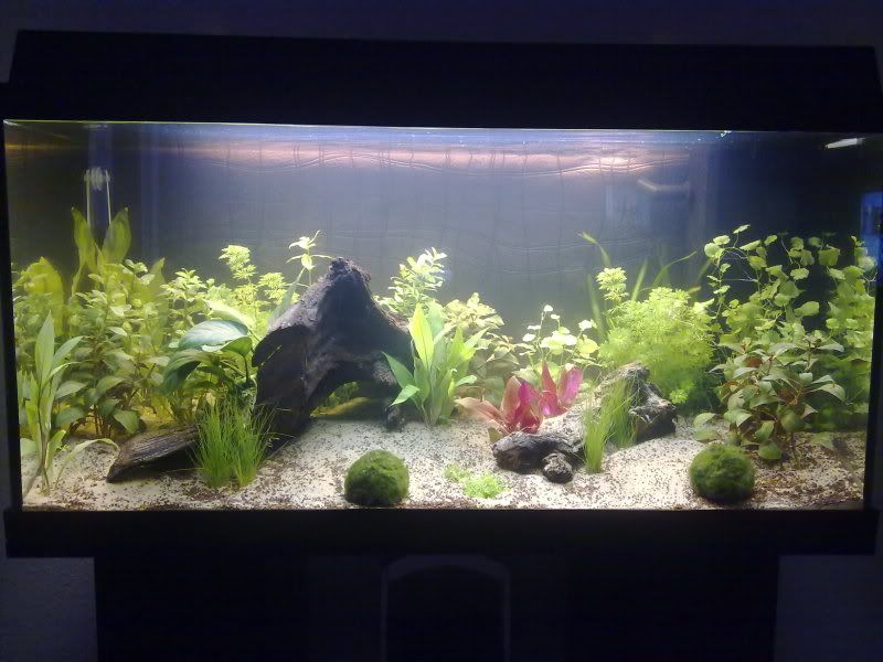 [img width=800 height=600]http://i221.photobucket.com/albums/dd206/Rosetta12/08122009334.jpg[/img]