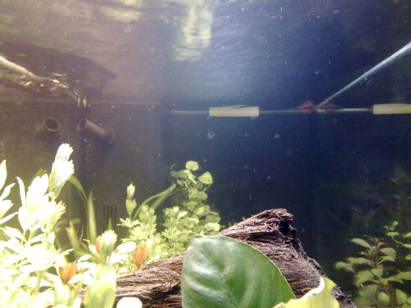 [img width=800 height=600]http://i221.photobucket.com/albums/dd206/Rosetta12/10122009360.jpg[/img]