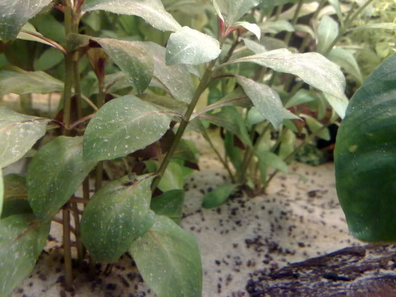 [img width=800 height=600]http://i221.photobucket.com/albums/dd206/Rosetta12/10122009364.jpg[/img]