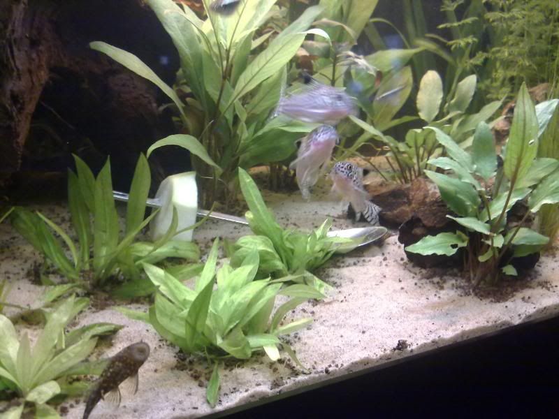 [img width=800 height=600]http://i221.photobucket.com/albums/dd206/Rosetta12/24122009630.jpg[/img]