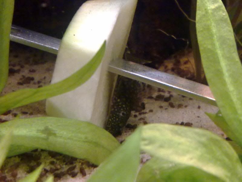 [img width=800 height=600]http://i221.photobucket.com/albums/dd206/Rosetta12/24122009637.jpg[/img]