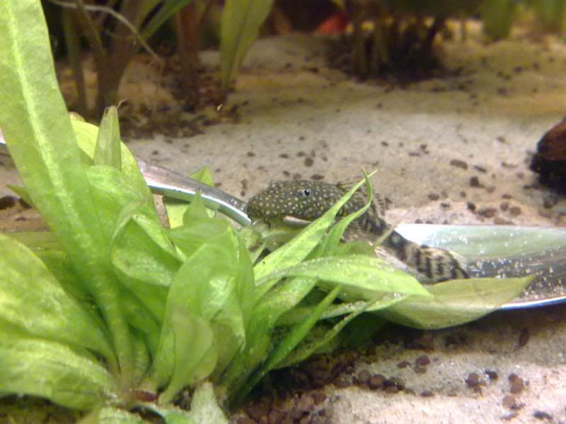 [img width=800 height=600]http://i221.photobucket.com/albums/dd206/Rosetta12/24122009640.jpg[/img]