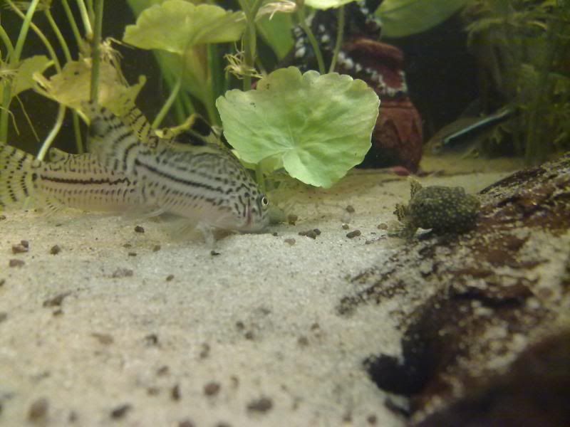 [img width=800 height=600]http://i221.photobucket.com/albums/dd206/Rosetta12/25122009654.jpg[/img]