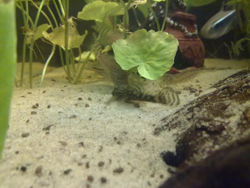 [img width=800 height=600]http://i221.photobucket.com/albums/dd206/Rosetta12/25122009656.jpg[/img]