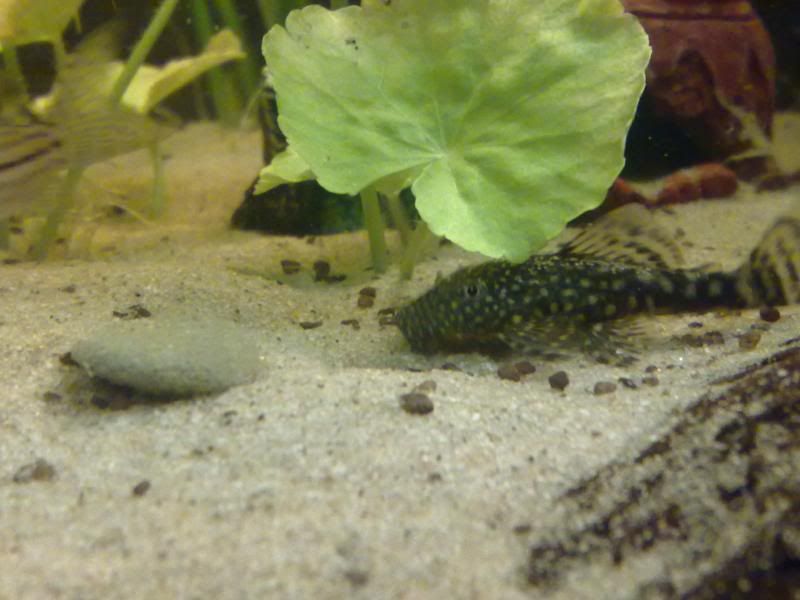 [img width=800 height=600]http://i221.photobucket.com/albums/dd206/Rosetta12/25122009657.jpg[/img]