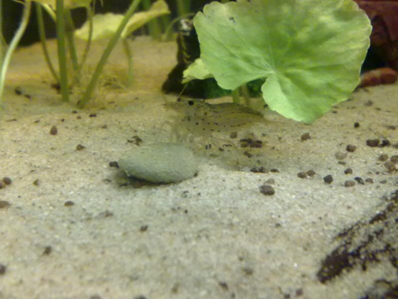 [img width=800 height=600]http://i221.photobucket.com/albums/dd206/Rosetta12/25122009671.jpg[/img]