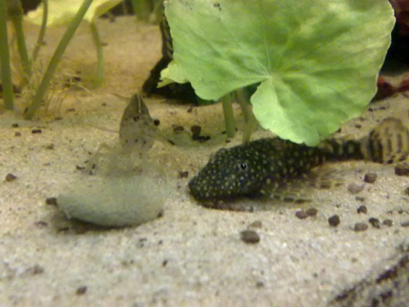 [img width=800 height=600]http://i221.photobucket.com/albums/dd206/Rosetta12/25122009672.jpg[/img]