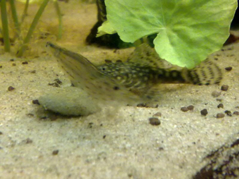 [img width=800 height=600]http://i221.photobucket.com/albums/dd206/Rosetta12/25122009673.jpg[/img]