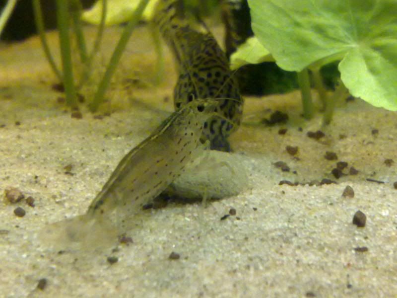 [img width=800 height=600]http://i221.photobucket.com/albums/dd206/Rosetta12/25122009684.jpg[/img]