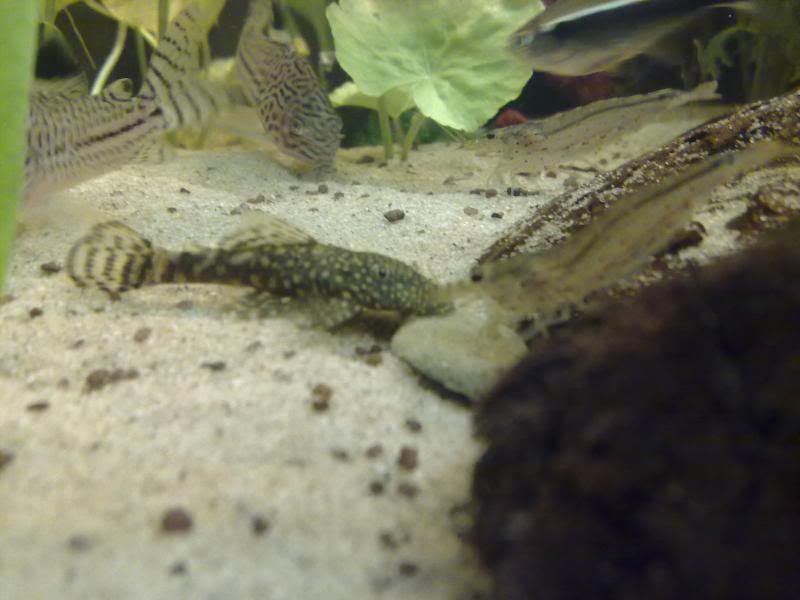 [img width=800 height=600]http://i221.photobucket.com/albums/dd206/Rosetta12/25122009692.jpg[/img]