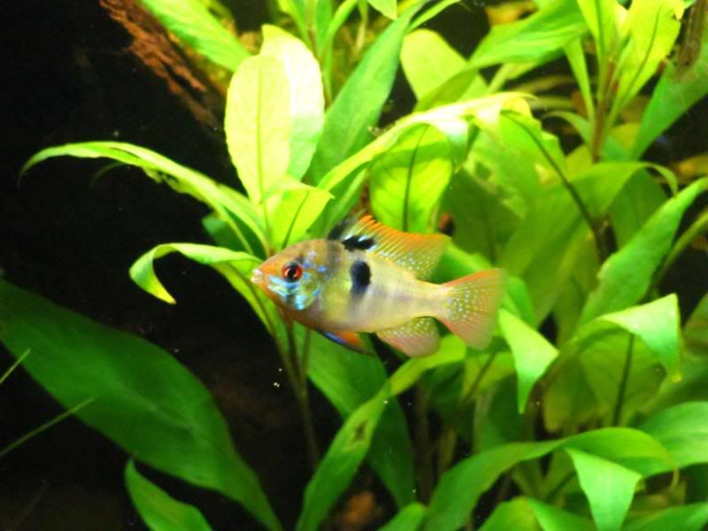 [img width=800 height=600]http://i221.photobucket.com/albums/dd206/Rosetta12/IMG_0053.jpg[/img]