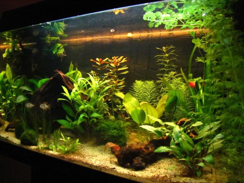 [img width=800 height=600]http://i221.photobucket.com/albums/dd206/Rosetta12/IMG_0058.jpg[/img]