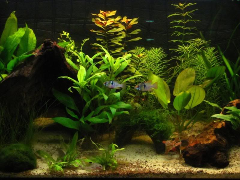 [img width=800 height=600]http://i221.photobucket.com/albums/dd206/Rosetta12/IMG_0060.jpg[/img]