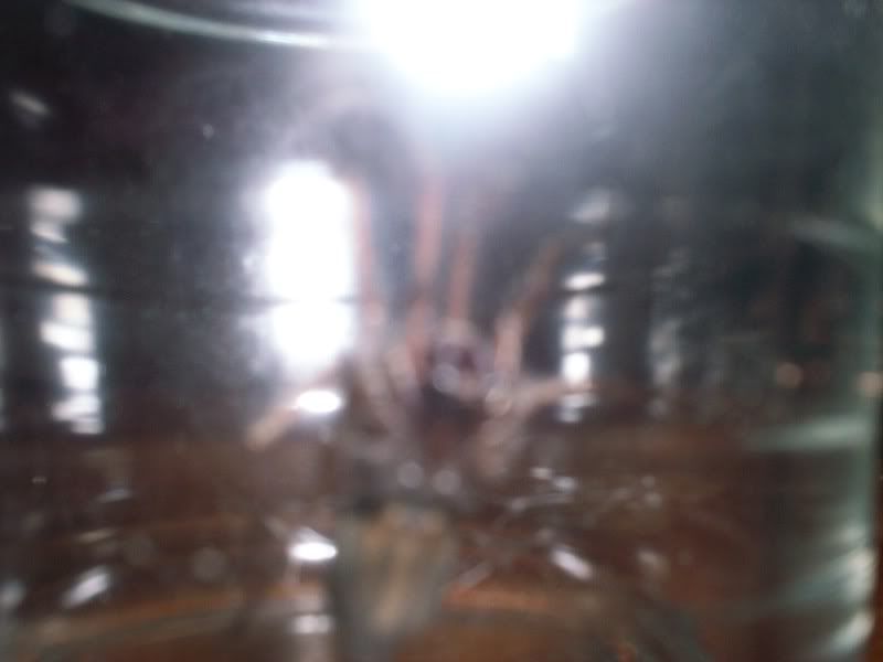 [img width=800 height=600]http://i221.photobucket.com/albums/dd206/Rosetta12/vettespinnnopmebed.jpg[/img]