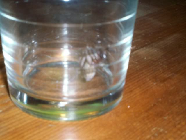 [img width=640 height=480]http://i221.photobucket.com/albums/dd206/Rosetta12/vettespinopmebed.jpg[/img]