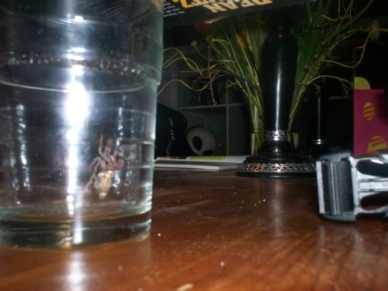 [img width=800 height=600]http://i221.photobucket.com/albums/dd206/Rosetta12/vettespinopppmmeebeeeeeed.jpg[/img]