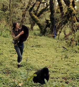 Dian Fossey Pictures, Images and Photos