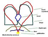 heart.jpg image by alweena