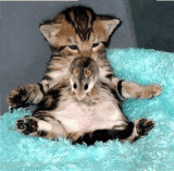 Cat sleeping, mouse jumping up and down on tummy Pictures, Images and Photos